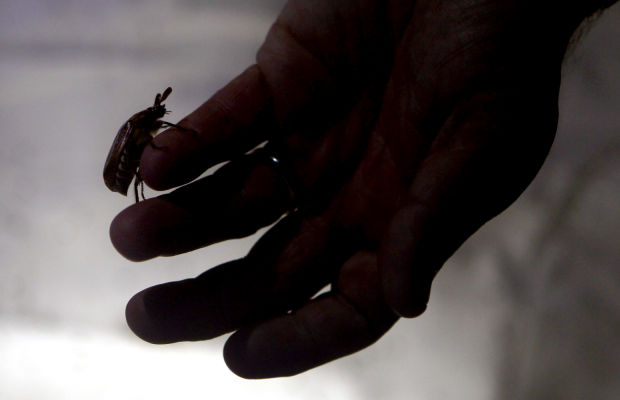 Bugs